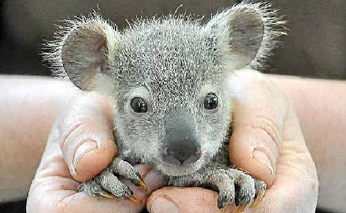 UNDER THREAT: Senior koala handler Kate Hearn holding an unnamed joey. UNDER THREAT: Senior koala handler Kate Hearn holding an unnamed joey.